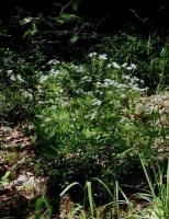 Galium odoratum