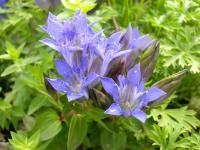 Gentiana septemfida lagodechiana
