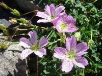 Geranium cinereum