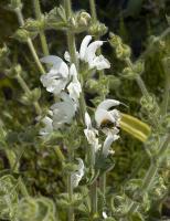 Salvia argentea