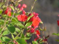 Salvia blepharophylla