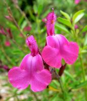 Salvia greggii