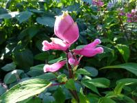 Salvia involucrata