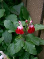 Salvia microphylla