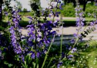 Salvia pratensis