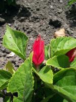 Salvia splendens