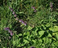 Salvia verticillata