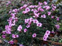 Saxifraga oppositifolia