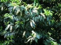 Prunus lusitanica