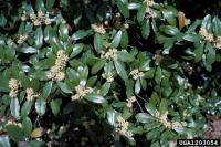 Prunus caroliniana