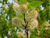 Prunus maackii