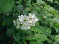 Prunus padus