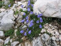 Campanula cochleariifolia