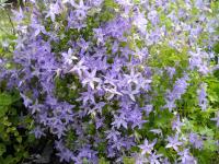 Campanula garganica