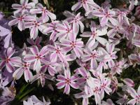 Phlox subulata 'Candy Stripes'