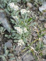 Achillea nana