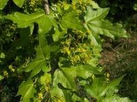 Acer campestre