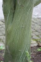 Acer davidii