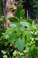 Acer negundo