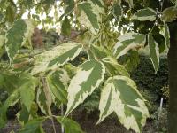Acer negundo 'Aureomarginatum'