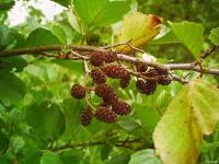 Alnus glutinosa
