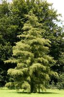 Alnus glutinosa 'Imperialis'