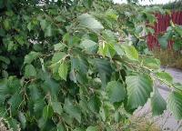 Alnus incana
