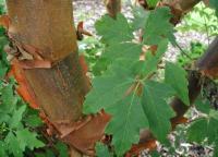 Acer griseum