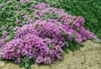 Thymus praecox
