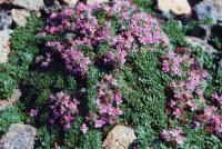 Thymus praecox pseudolanuginosus