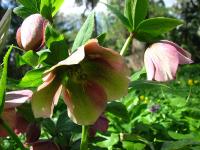 Helleborus niger