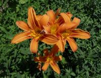 Hemerocallis fulva