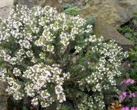 Thymus vulgaris