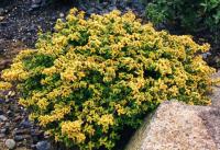 Thymus citriodorus 'Aureus'