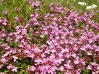 Thymus serpyllum