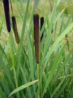 Typha latifolia