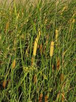 Typha laxmannii