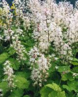 Tiarella cordifolia