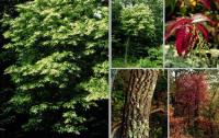 Oxydendrum arboreum