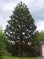 Araucaria araucana