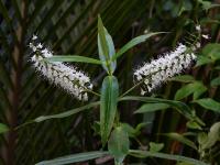 Hebe salicifolia