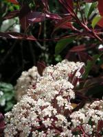Photinia fraseri 'Red Robin'