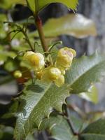 Berberis sargentiana