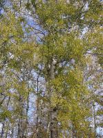 Populus canescens