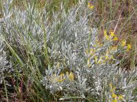Artemisia canescens