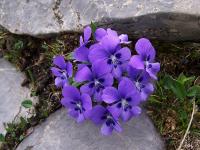 Viola alpina
