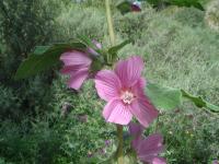 Lavatera olbia