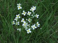 Houstonia caerulea