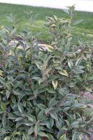 Sarcococca orientalis