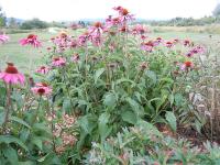 Echinacea purpurea 'Magnus'